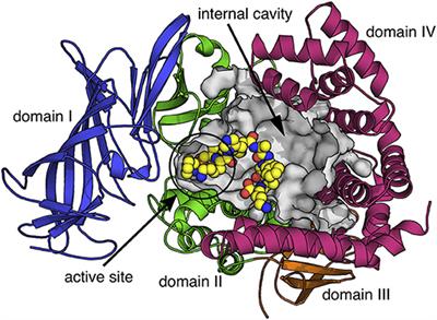 Editorial: Physiological, Pathological Roles and Pharmacology of Insulin Regulated Aminopeptidase